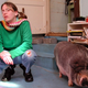 Illustration for article titled Sorry, Teacup Pigs Totally Dont Exist